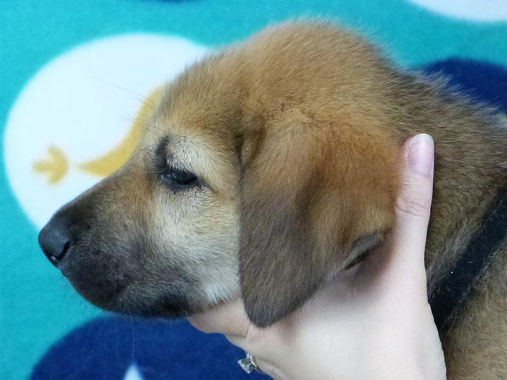 chinook puppy